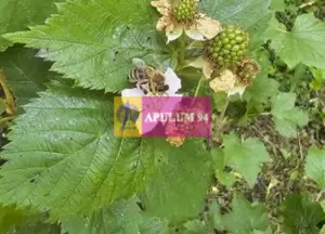 Casă de vânzare în Provița de Jos - imagine 18