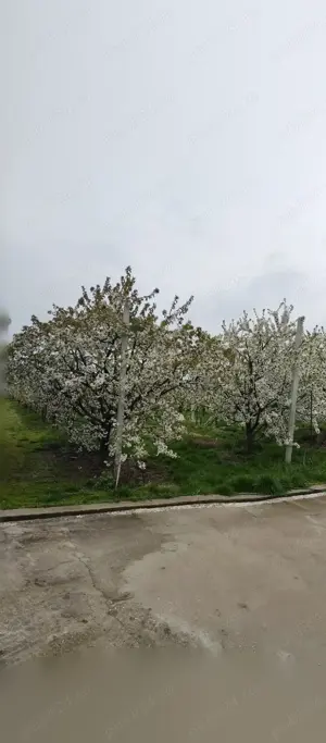Livadă 600pomi de 12 ani,cu casa 2camere,baie ,bucătărie,10000mp