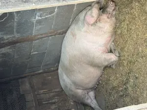 Scroafă de vânzare 