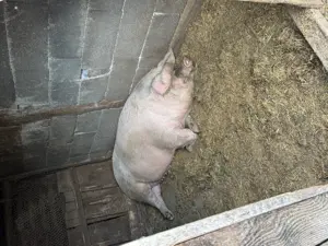 Scroafă de vânzare  - imagine 3