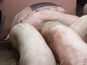 Porci mari de carne100-350 kg