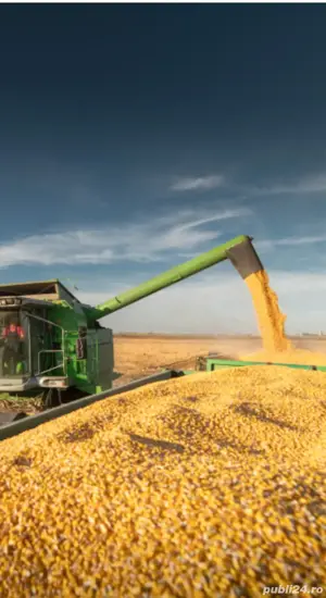 Vând cereale porumb, grau,orz,floarea soarelui, amestec din cereale. 