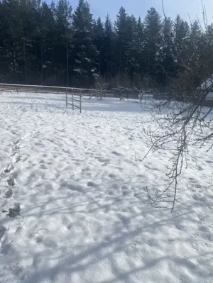 Vânzare 2 case tradiționale, 3 camere + teren, 3450 mp, Campulung Moldovenesc - imagine 10