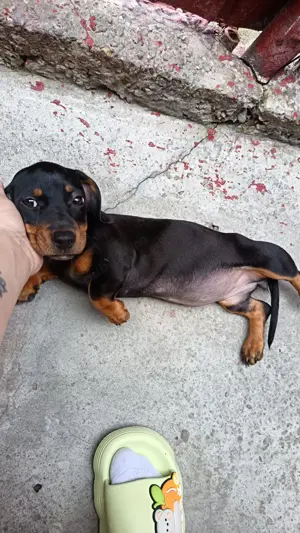 Vând teckel - imagine 2 Vând teckel - imagine 2