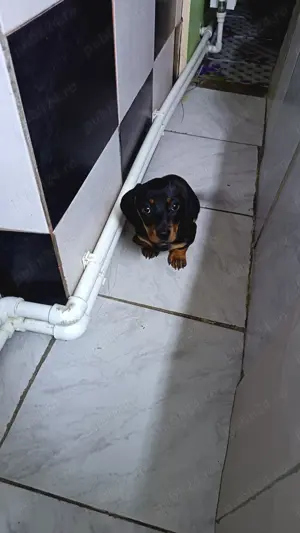 Vând teckel - imagine 3 Vând teckel - imagine 3