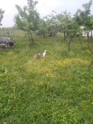 Rate indiene (de melci ) - imagine 2 Rate indiene (de melci ) - imagine 2