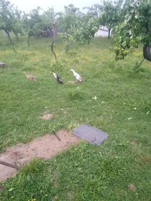 Rate indiene (de melci ) - imagine 4 Rate indiene (de melci ) - imagine 4