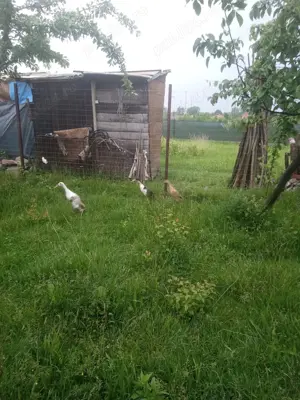 Rate indiene (de melci ) - imagine 3 Rate indiene (de melci ) - imagine 3