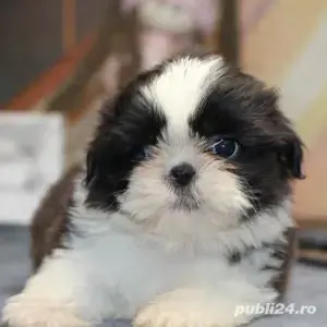 Shih-tzu talie mica - imagine 2