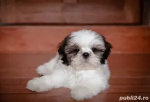 Shih-tzu talie mica