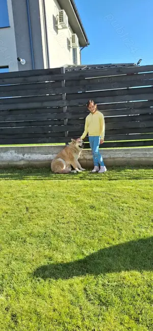 Mascul Husky Siberian pentru reproducție caută fată pentru a face pui - imagine 7 Mascul Husky Siberian pentru reproducție caută fată pentru a face pui - imagine 7