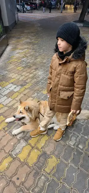 Mascul Husky Siberian pentru reproducție caută fată pentru a face pui - imagine 4 Mascul Husky Siberian pentru reproducție caută fată pentru a face pui - imagine 4