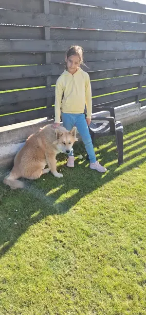 Mascul Husky Siberian pentru reproducție caută fată pentru a face pui - imagine 5 Mascul Husky Siberian pentru reproducție caută fată pentru a face pui - imagine 5