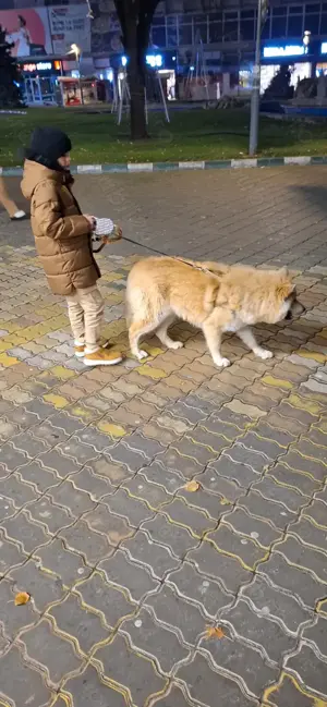 Mascul Husky Siberian pentru reproducție caută fată pentru a face pui - imagine 3 Mascul Husky Siberian pentru reproducție caută fată pentru a face pui - imagine 3