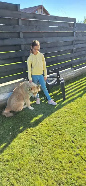 Mascul Husky Siberian pentru reproducție caută fată pentru a face pui - imagine 6 Mascul Husky Siberian pentru reproducție caută fată pentru a face pui - imagine 6