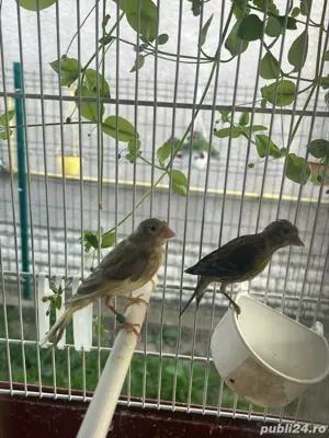 canari razza spaniola