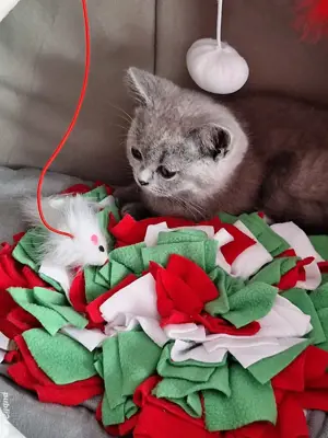 Pisicuță British Shorthair Blue  - imagine 2