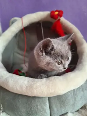 Pisicuță British Shorthair Blue