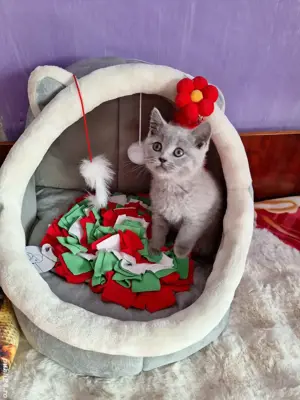 Pisicuță British Shorthair Blue  - imagine 3