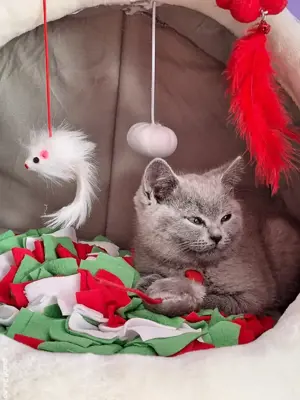 Pisicuță British Shorthair Blue  - imagine 4