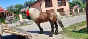 Vând mânz  - imagine 5