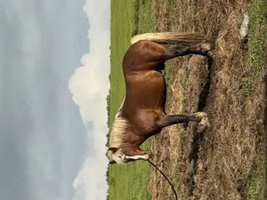 Vând mânz  - imagine 6