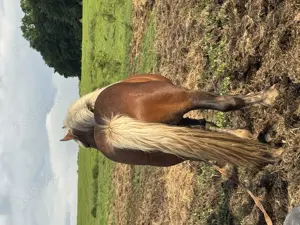 Vând mânz  - imagine 3