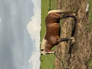 Vând mânz  - imagine 2