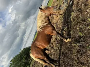 Vând mânz  - imagine 4