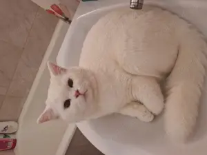 Caut motan British Shorthair - imagine 3