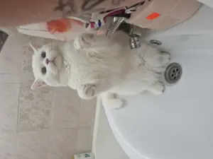 Caut motan British Shorthair - imagine 2