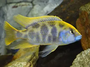 Vand pesti Nimbochromis venustus - direct din crescatoria proprie 