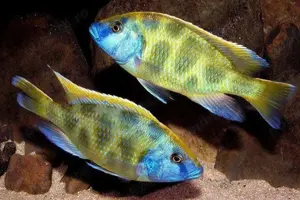 Vand pesti Nimbochromis venustus - direct din crescatoria proprie  - imagine 2