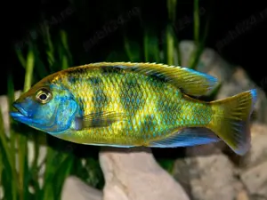 Vand pesti Nimbochromis venustus - direct din crescatoria proprie  - imagine 3