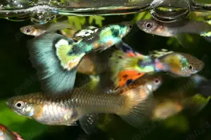 Vand Guppy MIX diverse culori - direct din crescatoria proprie 