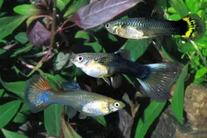 Vand Guppy MIX diverse culori - direct din crescatoria proprie  - imagine 2 Vand Guppy MIX diverse culori - direct din crescatoria proprie  - imagine 2