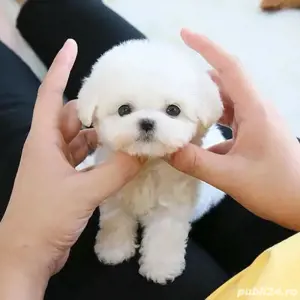 Bichon maltez mini toy  - imagine 2