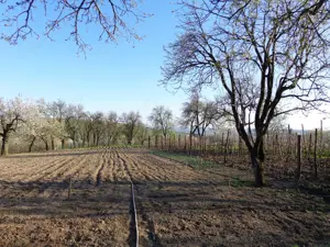 Casa cu anexe si teren - imagine 8