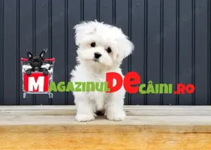 Bichon Maltez Alb Talie Mica cu Factura,carnet,microcip,pasaport, inregistrare- livrare la Bucuresti - imagine 8