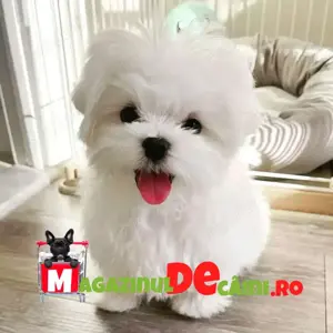 Bichon Maltez Alb Talie Mica cu Factura,carnet,microcip,pasaport, inregistrare- livrare la Bucuresti - imagine 7