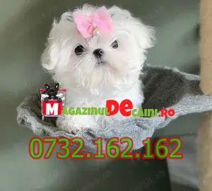 Bichon Maltez Alb Talie Mica cu Factura,carnet,microcip,pasaport, inregistrare- livrare la Bucuresti - imagine 9