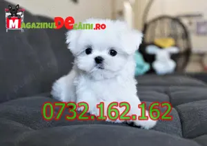 Cumpara legal catei Bichon Maltese Albi Mini cu Factura,Microcip,Carnet-Livrare la Timisoara