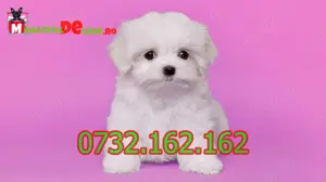 Bichon Maltez Alb Talie Mica cu Factura,carnet,microcip,pasaport, inregistrare- livrare la Bucuresti - imagine 3