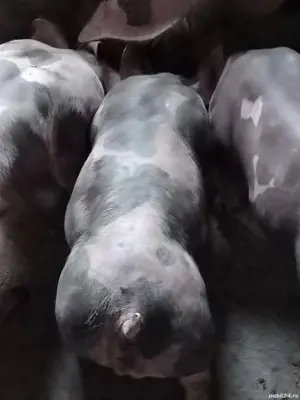 Vând purcei rasă petrean