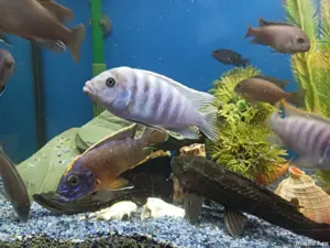 ciclide africane - imagine 2 ciclide africane - imagine 2