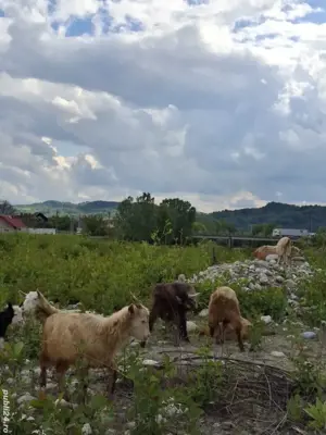 Vând iezi  - imagine 3