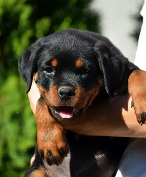Pui Rottweiler cu pedigree - imagine 2