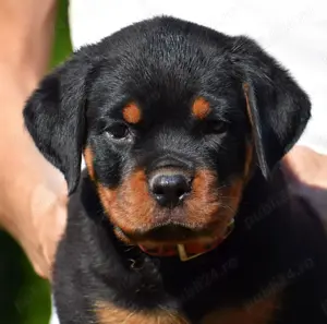 Pui Rottweiler cu pedigree - imagine 4