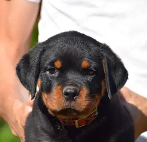 Pui Rottweiler cu pedigree - imagine 3