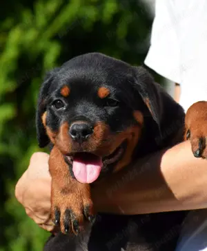 Pui Rottweiler cu pedigree - imagine 5